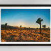 Golden Hour at Joshua Tree | Fine Art Landscape Photography Print for Sale | Chronoscope Pictures