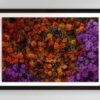 Cempasúchil Marigold Flower | Fine Art Floral Photography Print for Sale | Chronoscope Pictures