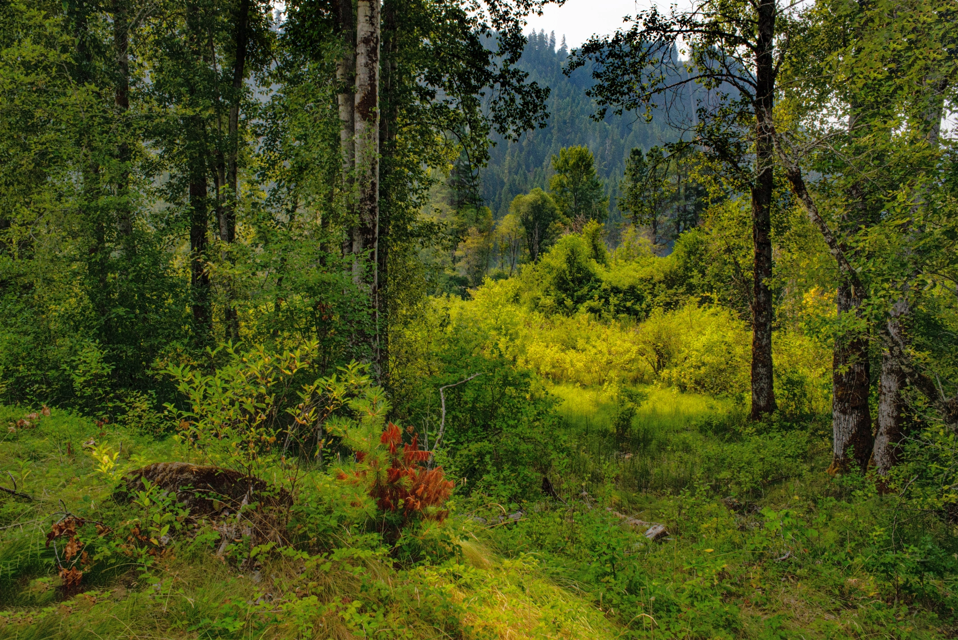 Meadows