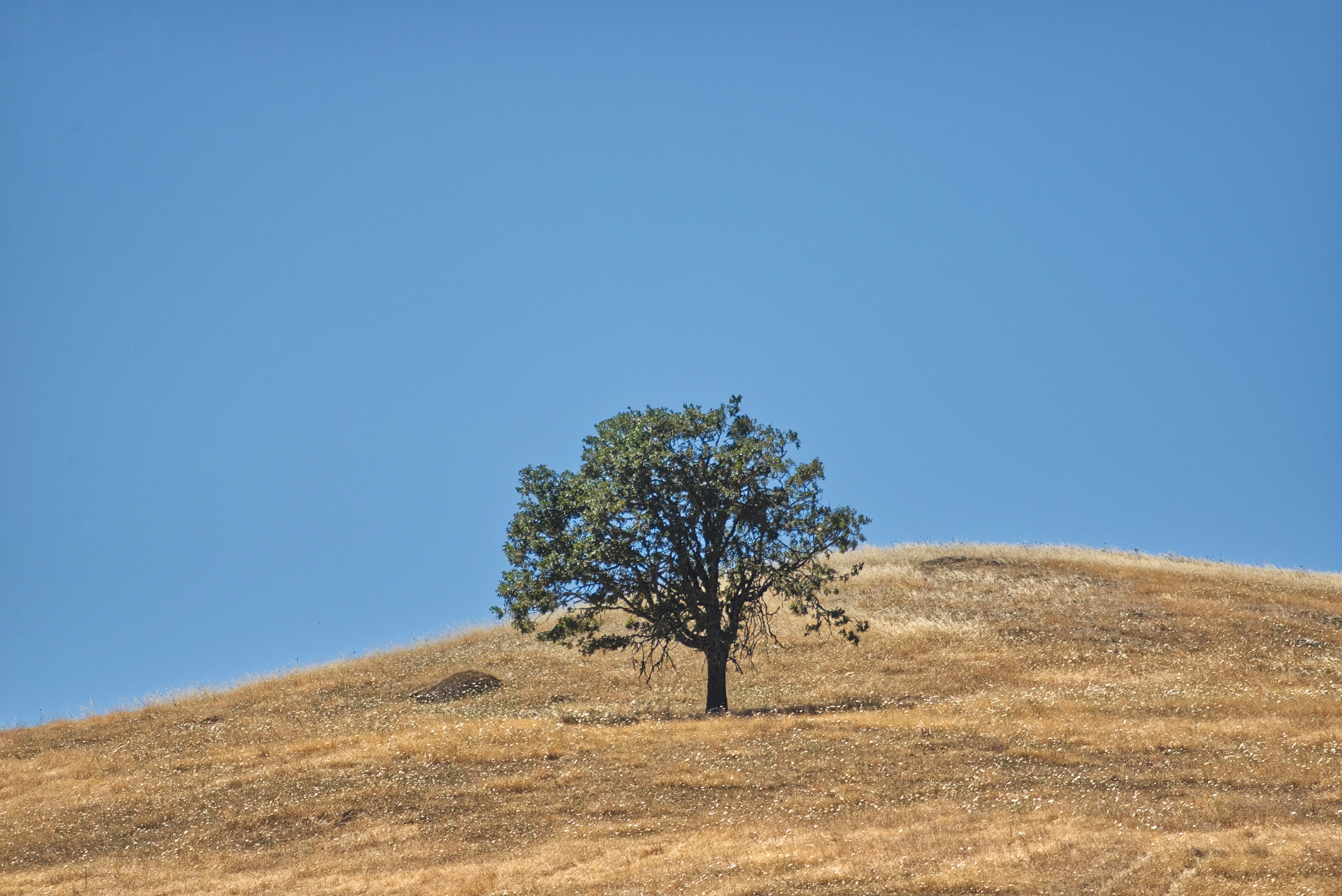 Shade Tree