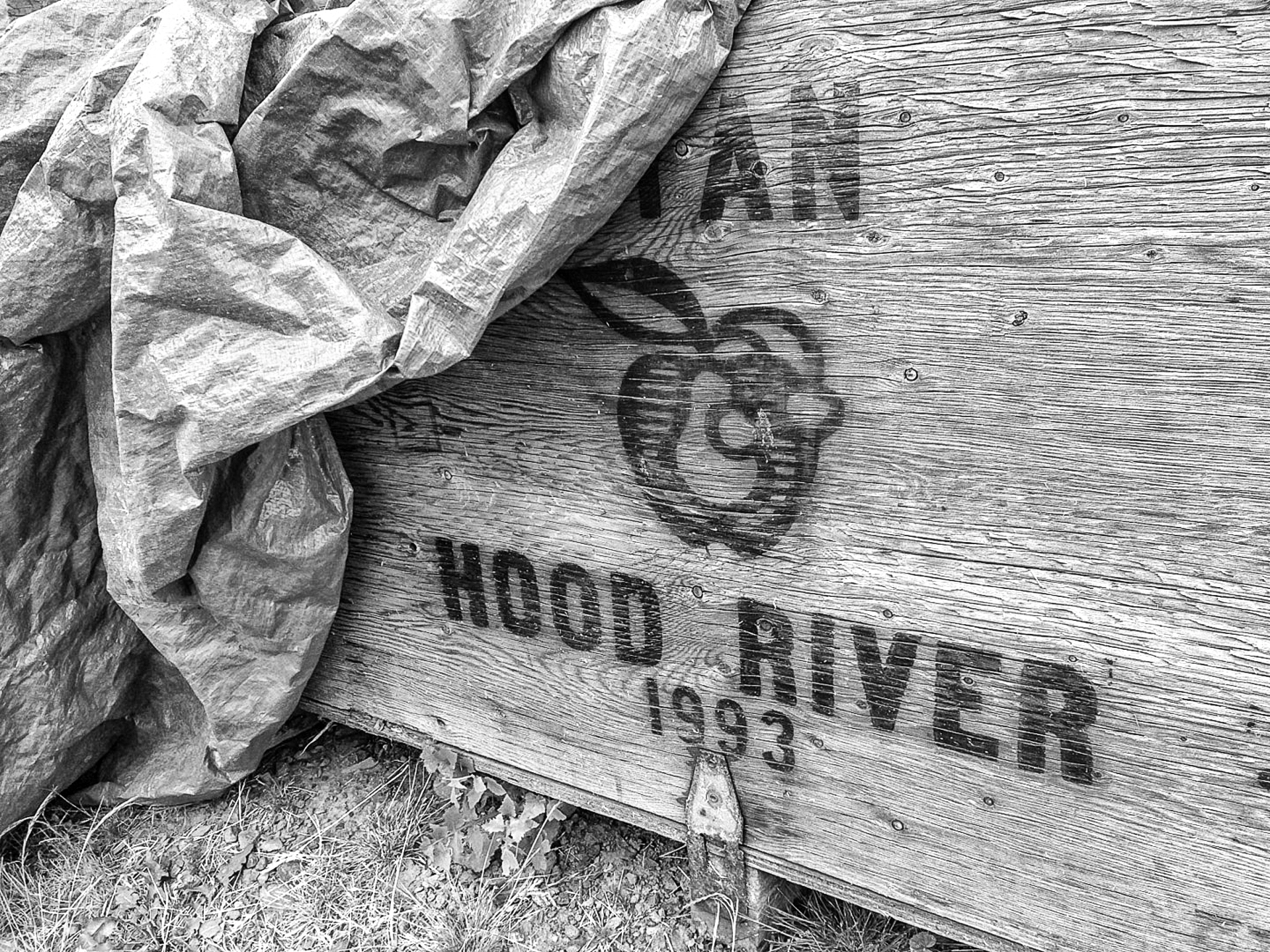 Cider